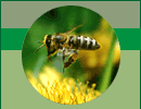 bienerund.gif (5794 Byte)